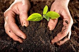 Ежевика натчез: описание сорта, фото, отзывы, характеристика, посадка и уход