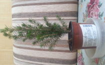 Ель коника в горшке: как ухаживать в домашних условиях