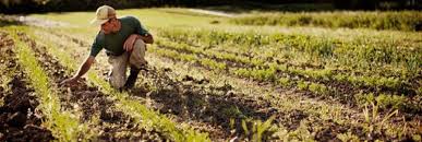 Пчелоопыляемые огурцы в теплице 