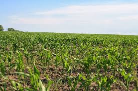 Трескается слива: кора, ствол, причины и лечение