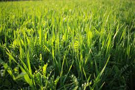 Сорта перцев, растущих вверх