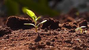 Баклажан икорный f1: описание, отзывы, фото