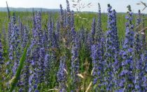 Медонос синяк: сроки сева, сколько лет растет, агротехника