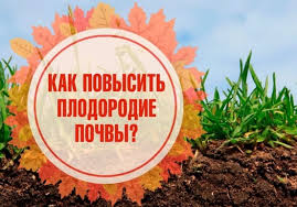 Медонос синяк: сроки сева, сколько лет растет, агротехника