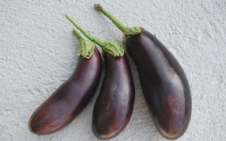 Баклажан альбатрос: отзывы, описание, фото