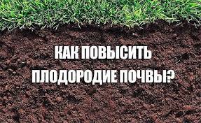 Сорта крыжовника: фото с названием и описанием