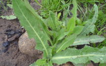 Сорняки на огороде: названия + фото