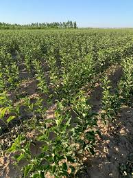 Настойка черного ореха: полезные свойства, приготовление, отзывы