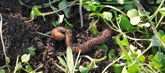 Лофант анисовый: посадка и уход, лечебные свойства, применение