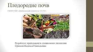 Томат русский размер: характеристика и описание сорта