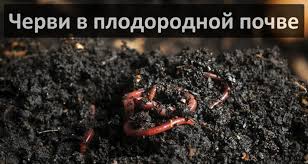 Пастила из боярышника в домашних условиях: 5 рецептов