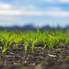 Мицелий белых грибов: как выращивать