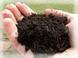 Можжевельник хетц (hetz ): описание, фото в ландшафтном дизайне, отзывы