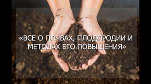 Поздние сорта картофеля