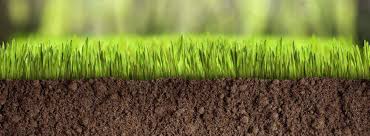 Лофант тибетский: посадка и уход, применение, фото