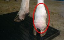 Артрит у крс: причины, лечение, профилактика