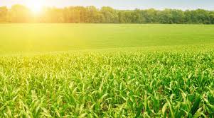 Артрит у крс: причины, лечение, профилактика