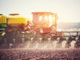 Черника садовая: сорта, как вырастить, размножение, фото, отзывы