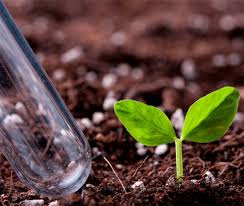 Абрикос графиня: описание сорта, фото, отзывы