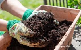 Можно ли заморозить черемуху, как замораживать, что приготовить из замороженной черемухи