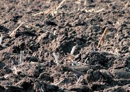 Томат сластена: характеристика и описание сорта