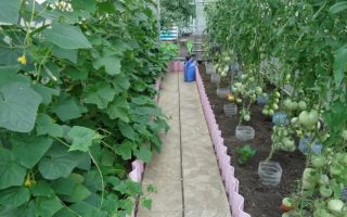 C чем можно сажать огурцы в теплице