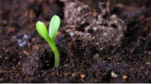 Малина маравилла: описание сорта, фото, отзывы