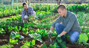 Поздние сорта винограда: описание, фото, отзывы