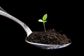 Малина лячка: описание сорта, фото, отзывы