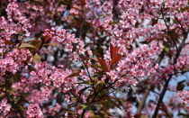 Черемуха краснолистная: описание сортов, сибирская красавица, неубиенная, красный шатер, чемальская красавица, посадка и уход