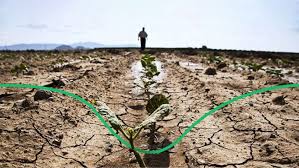 Посадка колоновидной яблони осенью