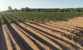 Сосна веймутова: сорта, выращивание, болезни, размножение, фото