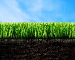 Томат малахитовая шкатулка: описание, фото, отзывы