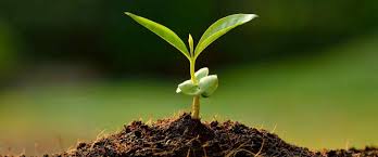 Бензиновая воздуходувка stihl: обзор моделей, отзывы