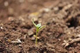 Томат золотая теща: характеристика и описание сорта