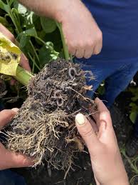 Украшения для дачи своими руками: креативные идеи, способы выполнения