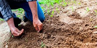 Картофель белая роза: описание сорта, фото, отзывы