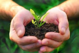 Сорта огурцов с пучковой завязью для теплиц