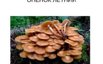 Опята летние: фото и описание, как отличить от ложных