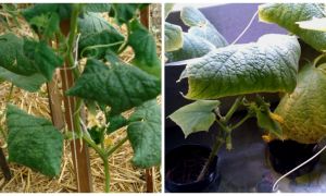 Почему листья у огурцов в теплице скручиваются