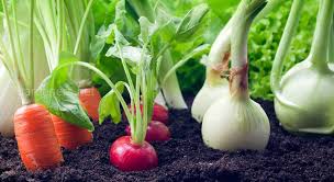 Клубника даренка: описание сорта, фото, отзывы