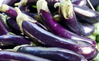 Баклажан “длинный фиолетовый”: описание, фото, отзывы