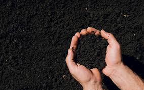 Яблоня кортланд: описание сорта, фото, отзывы