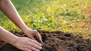 Трава для газона, вытесняющая сорняки